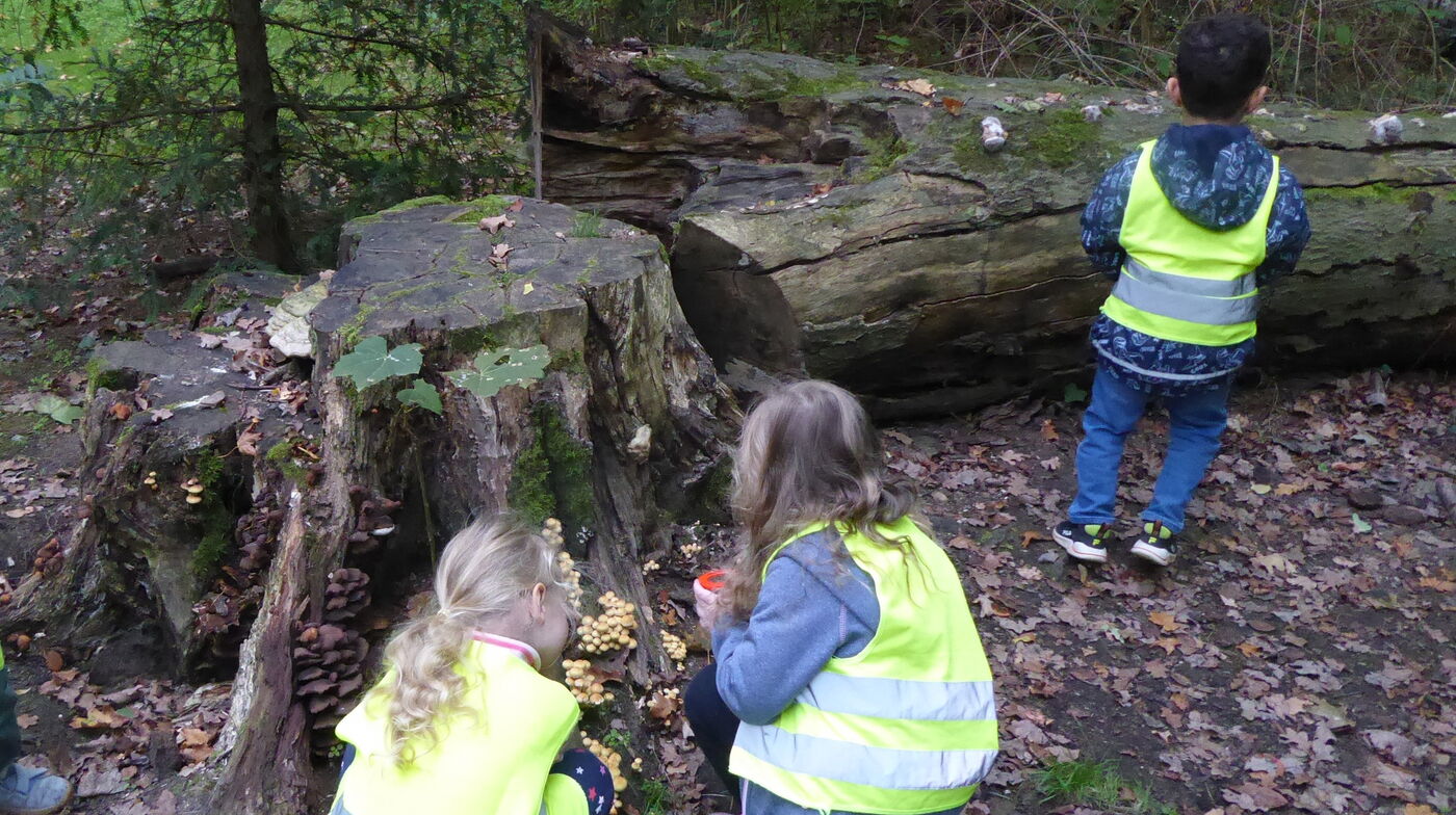 Waldtag in der Kita Tabaluga – jede Woche ein neues Abenteuer